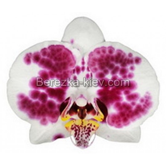 Орхидея 2 ветки (Salau)